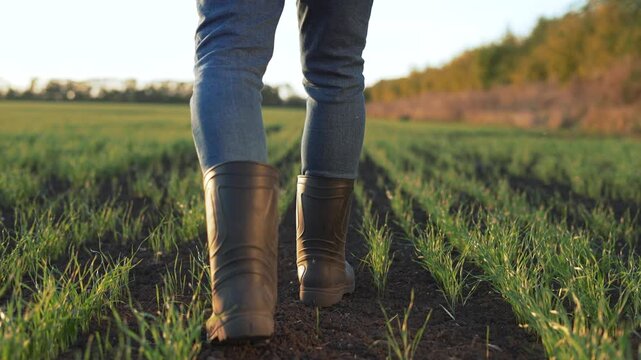 Walking through green crop row with person in rubber boot, close leg shot showing boot tread pressing into dark soil and sprouting grass, field edge and tree line suggesting farm landscape at sunset