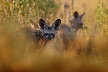 Bat-eared fox, Otocyon megalotis, wild dog from Africa. Rare wild animal, evening light in grass. Wildlife scene, Central Kalaha, Botswana. Fox hunting with big long ears. Animal behaviour. Hidden.