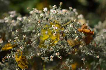 dry seed pods and leaves in the autumn close up