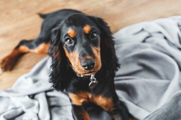 Adorable black and tan russian hunting spaniel puppy lying on soft gray blanket indoors with...