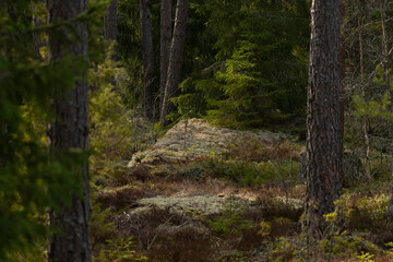 Natural forest landscape in Finland