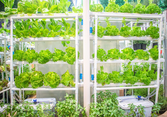 Hydroponic vegetable farming is clean, takes up little space and retains maximum nutritional value.