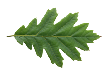 Green oak leaf isolated on transparent background, nature detail of foliage in summer or autumn season, botanical element in PNG format