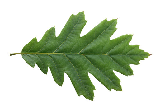 Green oak leaf isolated on transparent background, nature detail of foliage in summer or autumn season, botanical element in PNG format