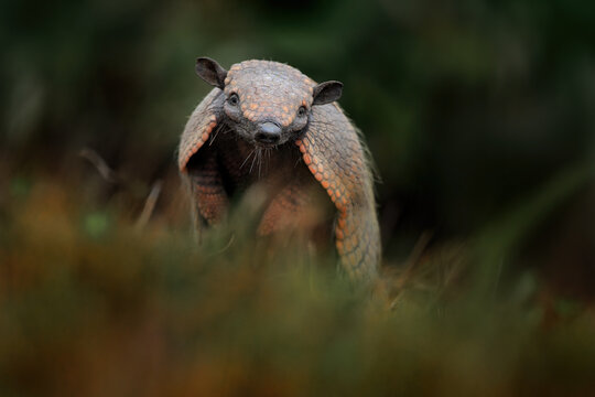 Brazil wildlife. Six-Banded Armadillo, Yellow Armadillo, Euphractus sexcinctus, Pantanal, Brazil. Wildlife scene from nature. Funny portrait of Armadillo, face portrait, hidden in grass.