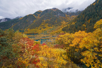 Autumn forest with colorful yellow and red leaves in mountain valley under cloudy sky