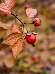 red and orange dried out rosehips at the end of a stem of browning leaves