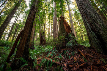 Lush Glow in the Redwoods, Jedediah Smith Redwoods, Redwood National and State Parks, California