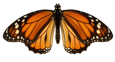 Monarch butterfly with open wings isolated on transparent PNG, orange and black insect with white spots for nature and science projects