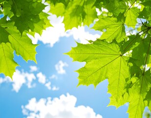 Fresh green leaves against a bright blue sky with fluffy clouds