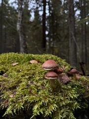 mushrooms in the forest