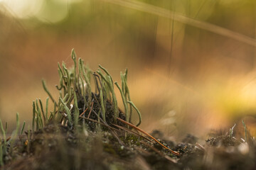 Porosty chrobotek  rosnące w lesie jesienią.  © Elżbieta Kaps