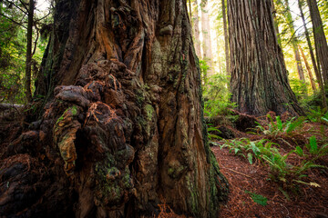 Obraz premium Giant Trunk of a Redwood, Jedediah Smith Redwoods, Redwood National and State Parks, California