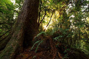 Fototapeta premium Forest Sunset, Jedediah Smith Redwoods, Redwood National and State Parks, California