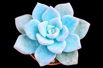 Fototapeta premium Pale blue succulent with pink-edged leaves against a black background
