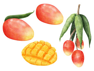 水彩画風のマンゴーの木や果実のイラストセット