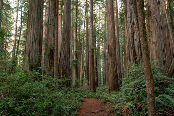 Obraz premium Stunning Path through the Redwoods, Jedediah Smith Redwoods, Redwood National and State Parks, California