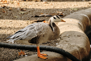 Obraz premium A bar-headed goose with striped head stands on the pond edge under autumn sunlight.