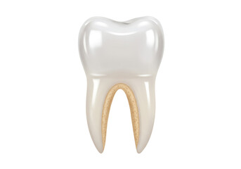 Detailed molar tooth anatomy isolated on transparent background, dental health and oral hygiene concept PNG