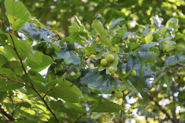oak leaves