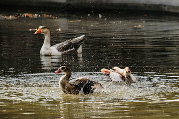 Ducks splash in the pond, creating water droplets, while a goose swims calmly in the background.