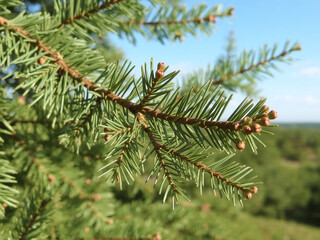Obraz premium Close up of young fir branch with a garland in the summer