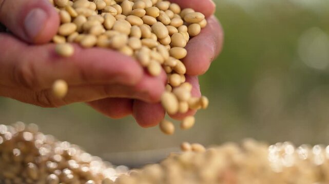Hands pouring soybean grain into palm while farmer inspects seed quality and crop condition harvest in field closeup hand holding bean and grain for agriculture seed assessment and harvest planning