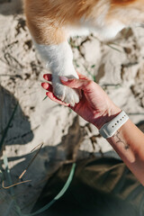 Dog is giving paw to the woman. Dog's paw in human's hand. 