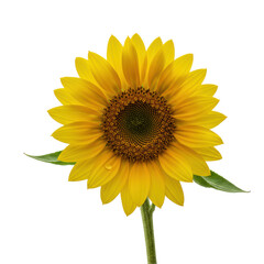 Fototapeta premium Pristine, fresh sunflower with vibrant yellow petals and a glistening spherical dewdrop, isolated on a clean transparent studio background, 45-degree view. Concept of commercial purity