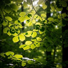 Sunlight Filtering Through Lush Forest Canopy.