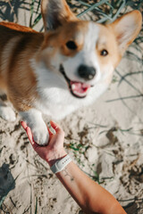 Dog is giving paw to the woman. Dog's paw in human's hand. 