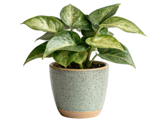 Potted plant, glossy variegated leaves, grey-blue speckled ceramic pot