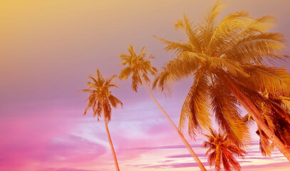 Silhouette of palm trees at sunset. Silhouette palm tree at tropical beach background