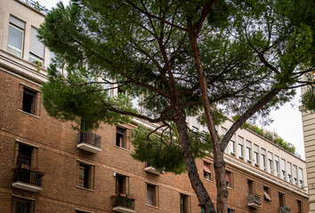 Tree with green foliage near brick residential building in urban area of Rome