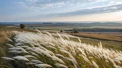 Beautiful White Wild Sugarcane Kash or Kans Grass in India in a field