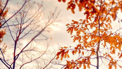 Cozy Autumn Leaves on Branches with Warm Sunlight – Seasonal Fall Nature Backgrounds and Foliage Wallpaper Collection