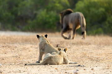 two small lion cubs in golden light