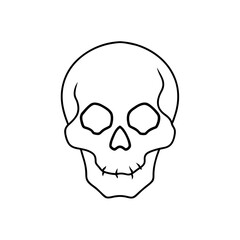 Simple outline drawing of skull