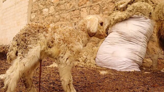 Emotional farm scene of mother sheep calling newborn lamb, umbilical cord still visible, wobbling first steps. Perfect authentic video for nature, veterinary, agriculture, education, and storytelling.