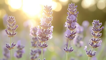 Obraz premium Lavender flowers in sunlight, bokeh background, close-up