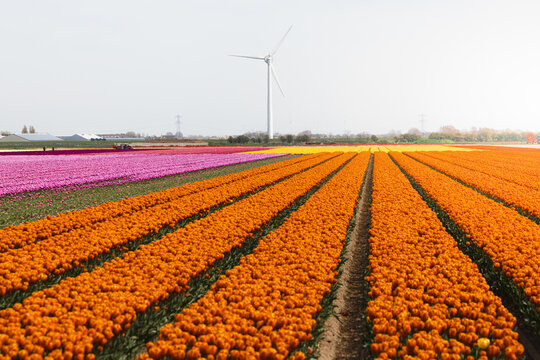 View of vibrant orange, pink, and yellow tulip fields stretching towards a distant wind turbine under a soft sky, Lisse, South Holland, Netherlands.