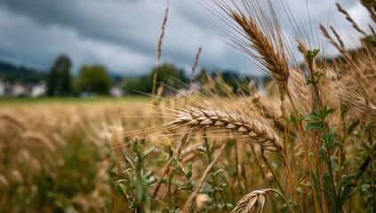 Golden Wheat Field Under a Cloudy Sky with Distant Village.