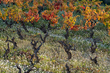 Vineyard rows in La Rioja Spain turning red and orange during autumn, clarity background for seasonal branding composition