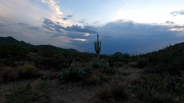 Arizona 1005 Saguaro National Park Tucson Cactus Desert