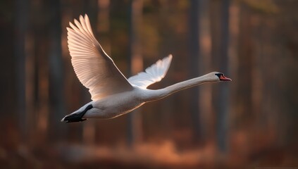 Obraz premium Graceful Mute Swan in Flight Against a Forest Backdrop.