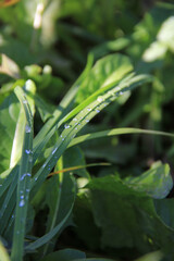 Bright fresh green grass with water droplets and morning dew and a blurred green background. Macro morning photography Grass, dew droplets in close-up