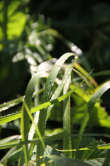 grass, greenery, water, drops, dew, morning, lush greenery, close-up, leaves, background, template, macro, leaf, plant, nature, garden, flora, agriculture, botany, green, wet