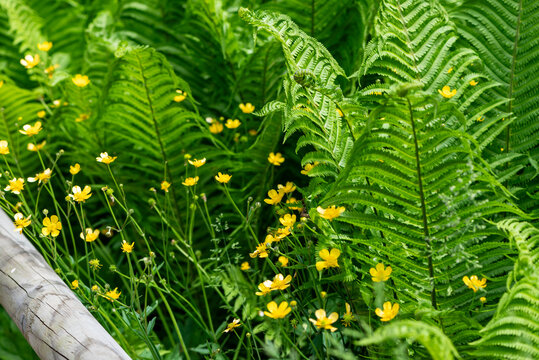 Primo piano di fiori di ranuncolo sul bordo di un ponte di legno