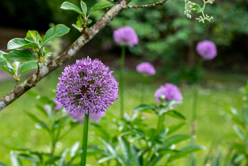 Fototapeta premium Primo piano dei fiori di aglio selvatico o allium