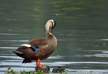 しばし休息するカルガモ